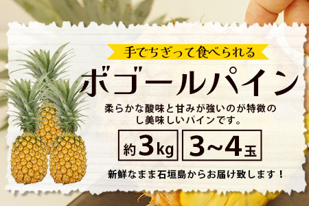 石垣島産 ボゴールパイン 3～4玉セット 約3㎏【産地直送 石垣島産 石垣 完熟 パイン パイナップル スナックパイン ボゴール 】TD-3