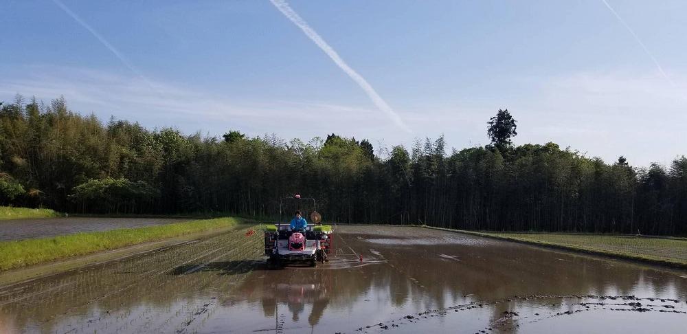 【新米・先行予約】無洗米10kg 新潟県佐渡産コシヒカリ10kg(5kg×2)×3回「3カ月定期便」