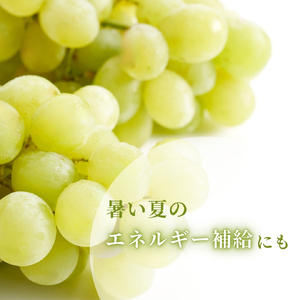 【令和8年産 先行予約】 ロザリオビアンコ ぶどう 約2kg | 新潟県