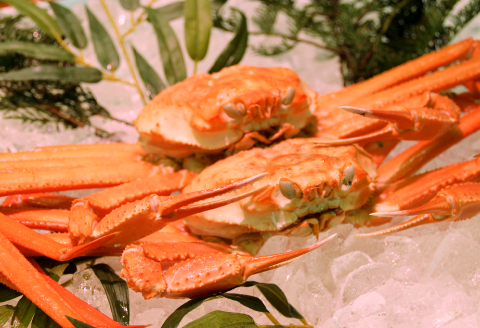 鳥取県産 浜茹で紅ズワイガニA級 2枚