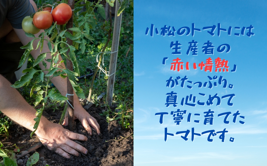 春トマト 約4kg（20玉～24玉） 小松産 野菜 春とまと | 石川県 小松市【JAあぐり】