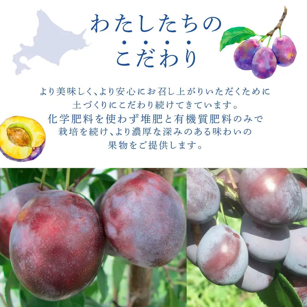 プルーン 1kg 北海道 プルーン ジョーク 生 フルーツ