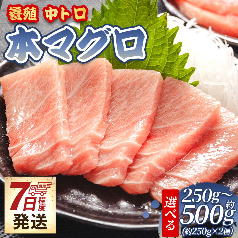 【ふるさと納税】【7日程度で発送】【選べる】本マグロ 養殖 中トロ （選べる:250g×1柵/250g×2柵）- 鮪 まぐろ 中とろ 寿司 刺身 さしみ 海鮮丼 漬け丼 カルパッチョ おつまみ 新鮮 海産物 魚介 海の幸 スピード発送 オオジ 高知県 香南市【冷凍】