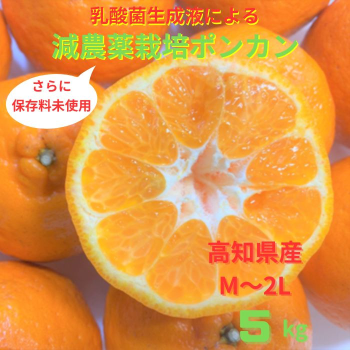 
            【先行予約】＜訳あり＞ぽんかん 5kg 高糖度 みかん 柑橘 高知 土佐清水 甘い ジューシー 完熟 フルーツ 果物 ポンカン ビタミンC 旬 M～2Lサイズ 減農薬 産直 季節限定 家庭用 自宅用【R01343】
          