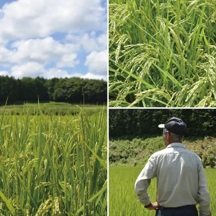 ＼先行予約／【全12回定期便】＜毎月＞山﨑観光農園のお米　コシヒカリ　白米5kg(AU051)