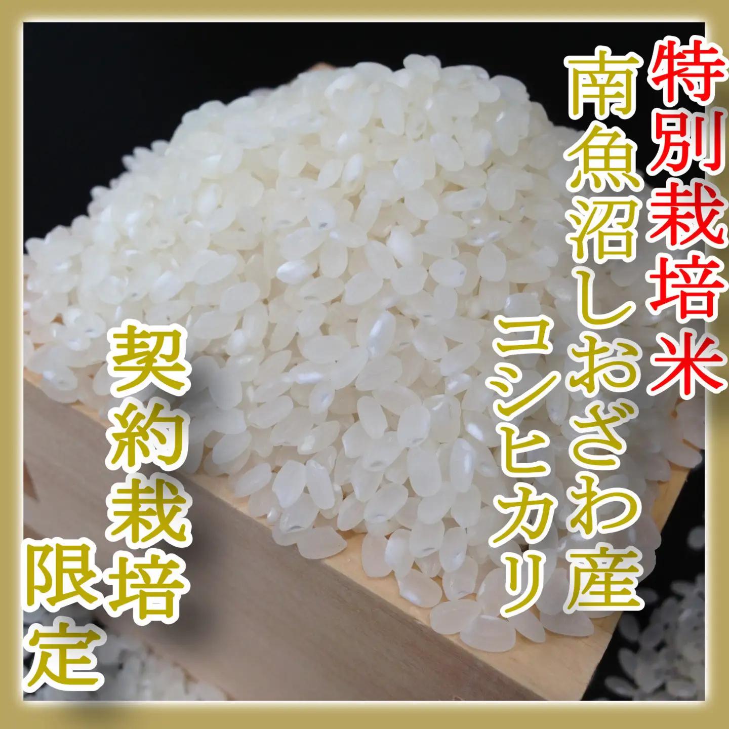【令和8年　新米予約】【定期配送２Kg×12ヶ月】特別栽培 生産者限定  南魚沼しおざわ産コシヒカリ｜コシヒカリ【2026年10月上旬から1ヶ月以内に順次発送予定】