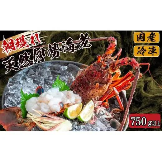【 伊勢海老 】 天然伊勢海老 750g ～ 850g