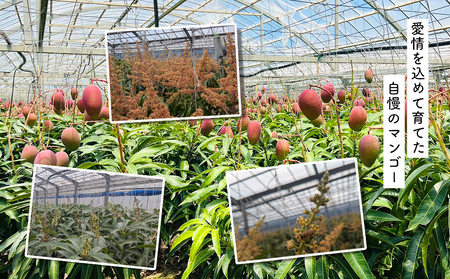 ハナトフルーツ 沖縄県産マンゴーA品 ２ｋｇ 【2025年発送】