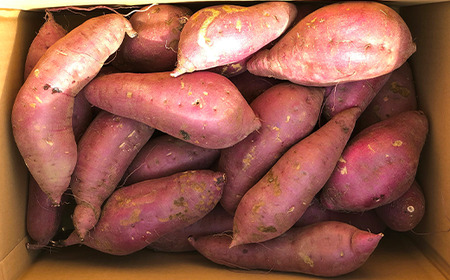 【先行予約】【訳あり】茨城県産熟成さつまいも「紅はるか」5kg【2025年11月下旬頃～年内までに出荷】【さつまいも 紅はるか 芋 サツマイモ 甘い 焼き芋 スイートポテト 茨城県産 大容量 不揃い 