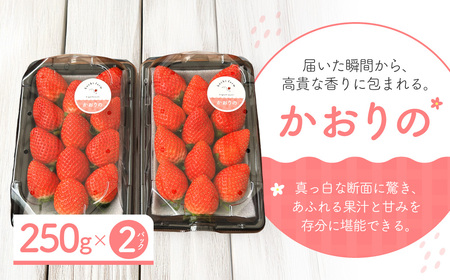 いちご かおり野 250g×2 こちファーム 滋賀県 東近江市 O-G03 いちご 苺 ストロベリー かおり野 大粒 完熟 産直 甘い ブランド苺 フルーツ 果物 滋賀