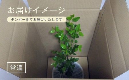 【先行予約】ナツメ苗木（鉢物）45cm～60cm【2026年5月上旬以降順次発送予定】【なつめ 棗 ナツメ お花 花 はな フラワー 花 苗 植物 家庭菜園 花壇 プランター ガーデニング観葉植物 園
