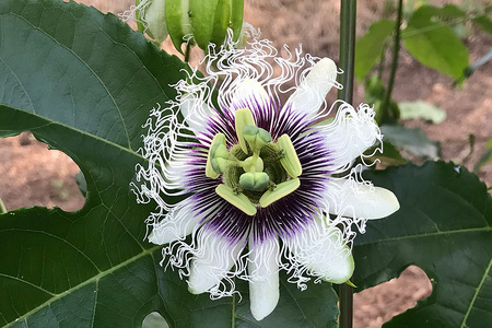 【 先行予約 2026年 発送 】 JA糸満支店で厳選した「 パッションフルーツ 」家庭用 約 2kg 果物 フルーツ くだもの 2キロ 沖縄 果実 南国フルーツ 沖縄県産 美味しい 甘い あまい 甘