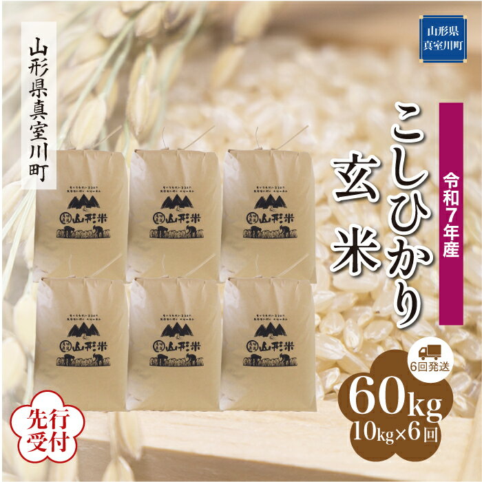 【ふるさと納税】 ※先行受付※ 令和7年産 真室川町厳選 コシヒカリ ［玄米］ 60kg 定期便（10kg×6回お届け）