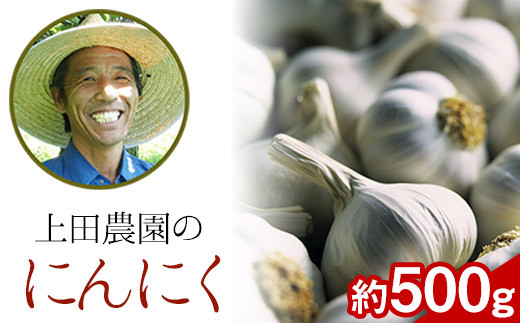 『上田農園』のにんにく約500g 《7月上旬-9月中旬頃出荷》熊本県玉名郡玉東町