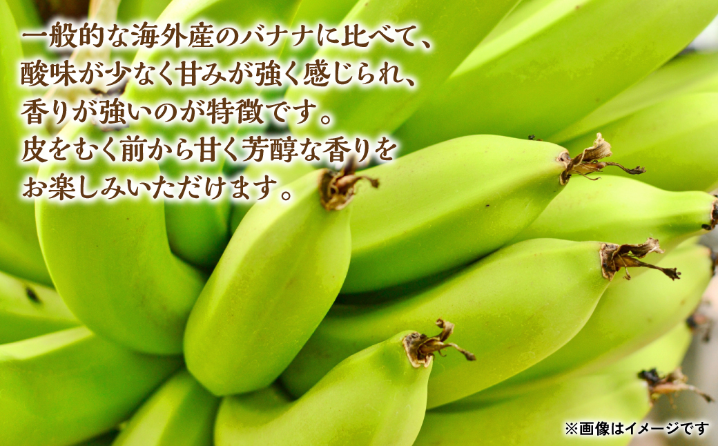 たかきのバナナ 化粧箱 入り 5本 セット 果物 フルーツ ギフト 国産 熊本県産 朝食 スムージー 