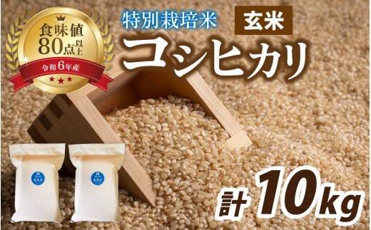 【 令和7年産 】南条米 特別栽培米コシヒカリ 真空パック 玄米 10kg(5kg×2袋)