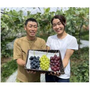 長野県中野市産のぶどう　2種食べ比べセット　計1kg(2～3房)【配送不可地域：離島】【1609757】