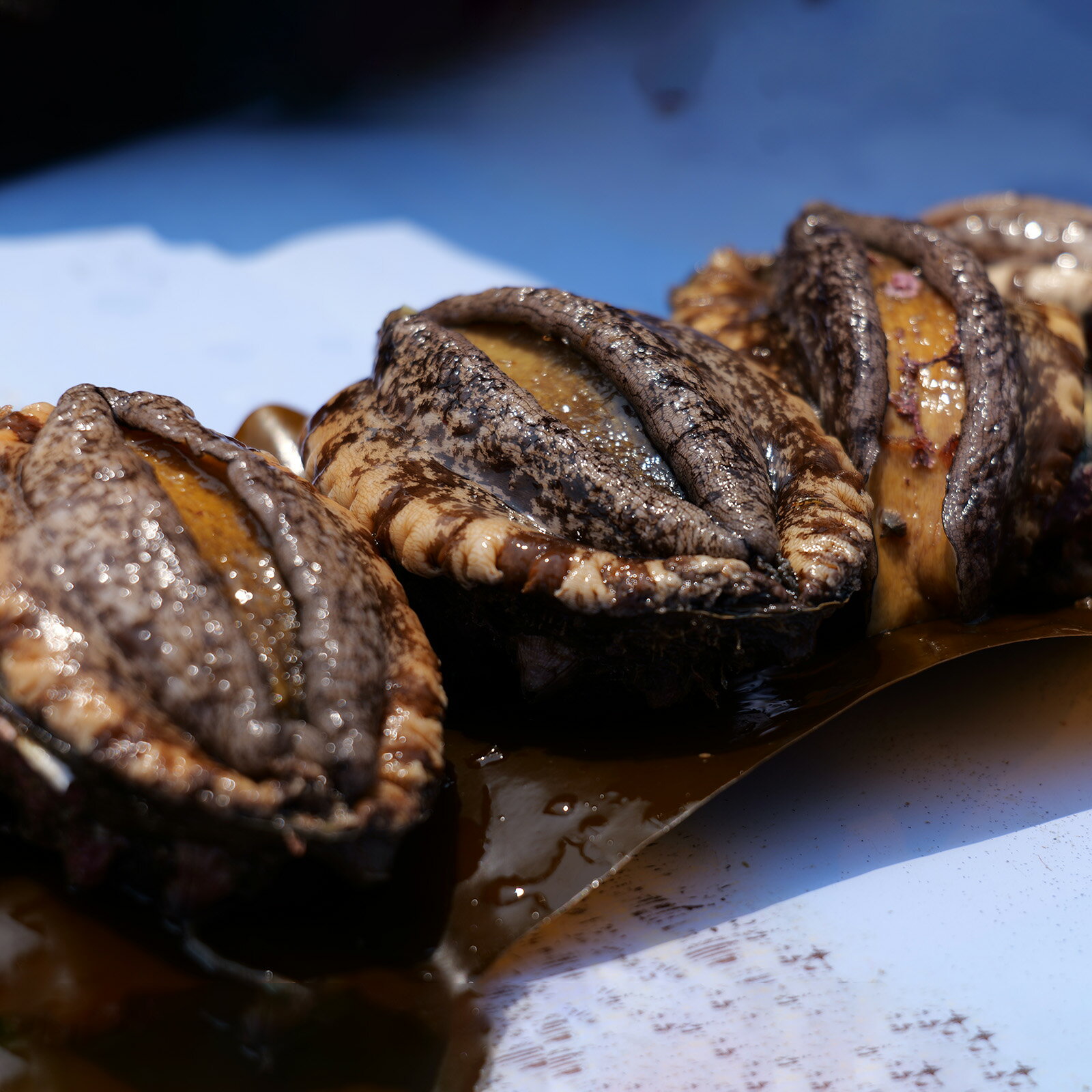 【ふるさと納税】【2026年10月下旬以降発送】奥尻産天然アワビ 選べる容量 500g以上 (2～3個)・1kg以上 (5～7個) 活アワビ あわび 鮑 蝦夷アワビ エゾアワビ 刺身 焼き物 | 北海道 奥尻町 送料無料