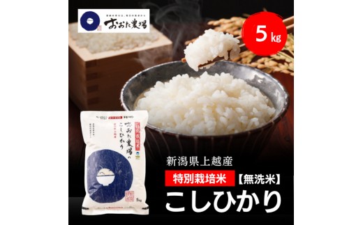 令和8年産 新潟県上越産 特別栽培米 コシヒカリ  5kg 5キロ 【無洗米】 従来品種 こしひかり 新米 おおた農場 上越市