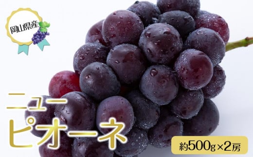 岡山県産 ぶどう 2025年 先行予約 ニュー ピオーネ 約500g×2房 種無し ブドウ 葡萄 フルーツ 果物 ギフト