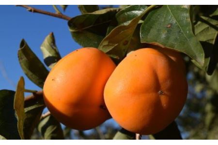 【秋の味覚】和歌山産のたねなし柿2L～4Lサイズ約4kg（化粧箱入り）※2025年10月上旬～2025年11月上旬頃順次発送【tec409A】