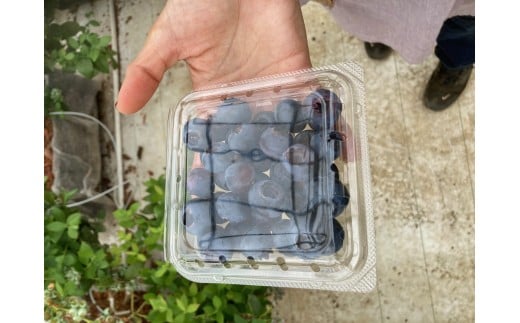 ハウスブルーベリー 生 冷蔵 先行予約 4月出荷 400g 国産 果物 数量限定 加藤園芸