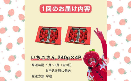 ＜予約受付＞【3回定期便】有田いちご 朝摘み完熟いちご4パックを毎月お届け！ (1月～3月の全3回) 240g×4パック【みゆきファーム】有機肥料にこだわった美味しいいちごです いちごさん F35-1