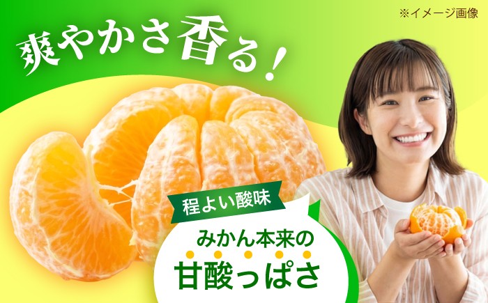 極早生 みかん 5kg