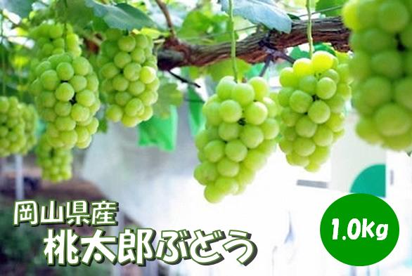 岡山県 勝央町産 桃太郎ぶどう (瀬戸ジャイアンツ) 1.0kg(2房) ＜10月発送＞ _A12