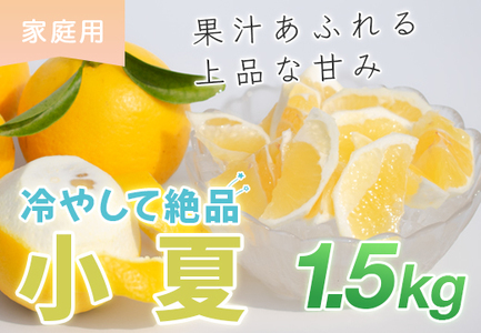 小夏 1.5kg 家庭用 日向夏 ニューサマーオレンジ くだもの 果物 旬の果物 高知県 大月町