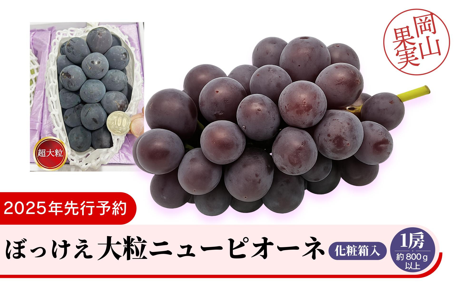
            ぼっけえ大粒ニューピオーネ1房（約800ｇ以上）化粧箱入
          