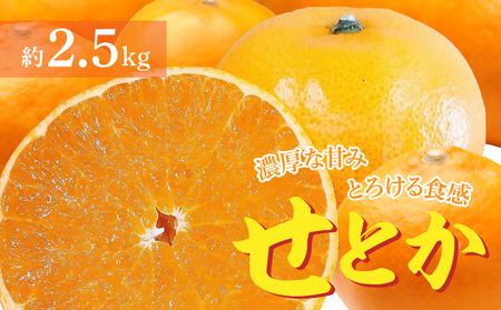 【ふるさと納税】濃厚な甘み、とろけるような食感の「せとか」
