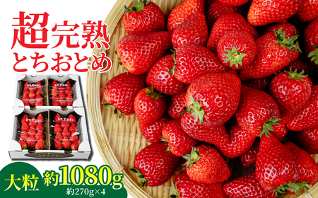 いちご【1月中旬以降発送】朝採れとちおとめ 大粒 約270g × 4パック 合計 約1080g |イチゴ いちご