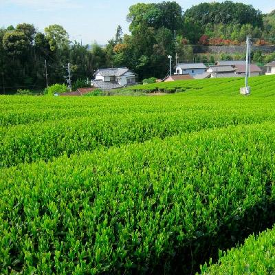 ふるさと納税 沼津市 静岡銘茶二撰 「金粋」 「光緑」100g各1袋 詰め合わせ |  | 02