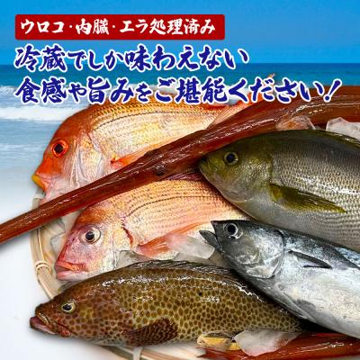 ふるさと納税 田野町 【ふるさと納税】〜四国一小さなまち〜 土佐の朝どれ「旬」地魚詰め合わせ(2〜3人前) |  | 03