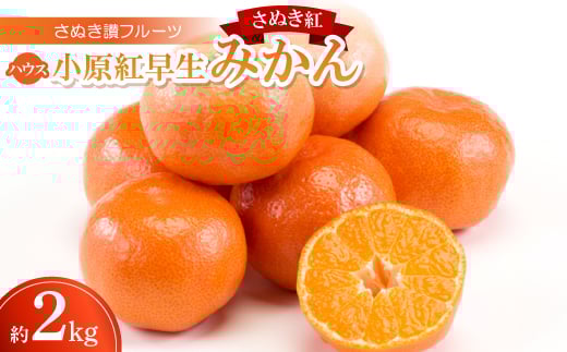 さぬき讃フルーツ「ハウス小原紅早生みかん(さぬき紅)」約2kg＜令和8年7～8月発送＞【1609816】