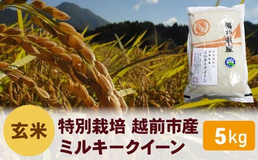 先行予約【令和7年度 新米・玄米】特別栽培 越前市産ミルキークイーン 5kg