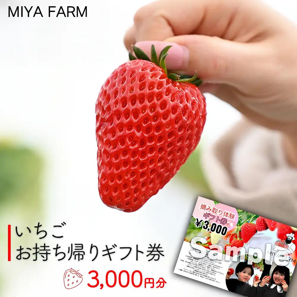 【先行受付】MIYA FARM いちごお持ち帰りギフト券 3,000円分 ※2026年12月～発送