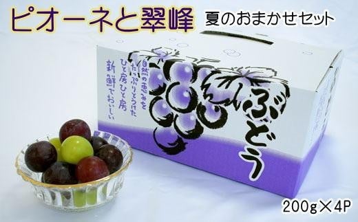 
【数量限定】ピオーネと翠峰の夏のおまかせセット約200g×4パック★2025年8月下旬頃より順次発送【TM183】
