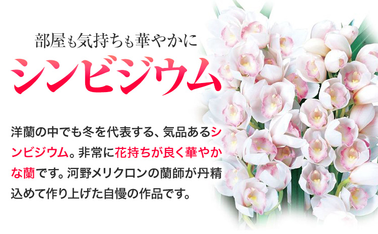 洋蘭 シンビジウム 5本 株式会社 河野メリクロン あんみつ館《12月上旬‐3月上旬頃出荷》蘭 ラン 洋ラン シンビジューム 世界一 花 鉢 記念日 送料無料 徳島県 美馬市 【配送不可地域あり】(北