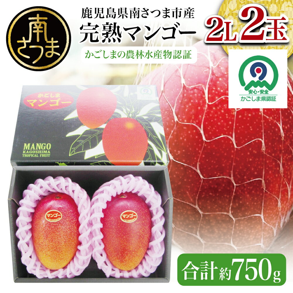 【ふるさと納税】【鹿児島県産】 完熟マンゴー 2Lサイズ 2玉（化粧箱入り）［数量・期間限定］ 国産 果物 フルーツ 旬 南さつま市 金峰町 送料無料