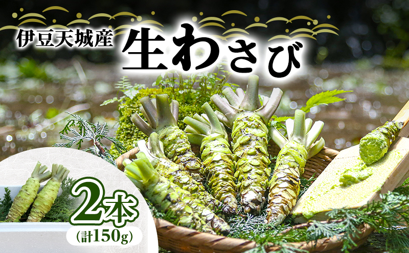 伊豆天城産 生わさび 2本 計150g 調味料 薬味 わさび 山葵 生山葵 ワサビ 生ワサビ 刺身 寿司 新鮮 河津町産 静岡県産