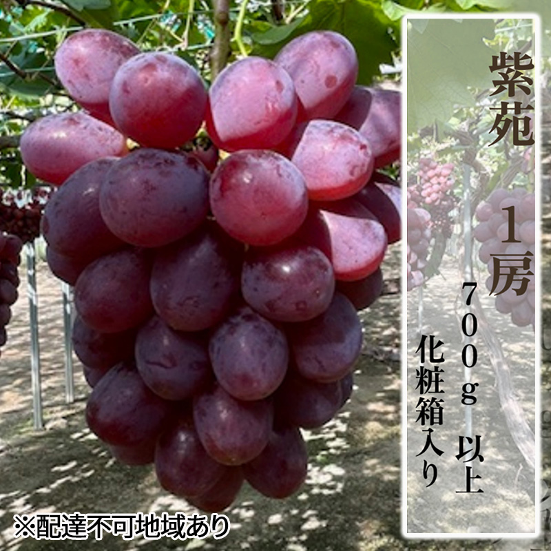 ぶどう 2026年 先行予約 紫苑1房（700ｇ以上）化粧箱入り ブドウ 葡萄 岡山県産 国産 フルーツ 果物 ギフト 