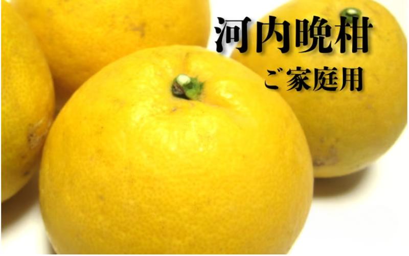 
                  【2026年4月上旬～6月下旬頃発送】【和製グレープフルーツ】有田育ちの河内晩柑(ご家庭用)　約1.5kg【ard223A】
                