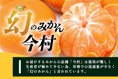 B-345《まぼろしのみかん》鹿島 平倉果樹園のみかん『今村』 約5.5kg サイズ混合 みかん 希少 幻 まぼろし 蜜柑 ミカン オレンジ フルーツ 果物 高糖系 平均糖度12度 佐賀県 鹿島市 人