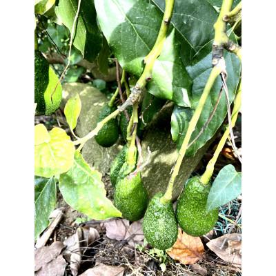 ふるさと納税 松山市 油分たっぷり!露地栽培の国産アボカド(愛媛県産)　1kg |  | 03