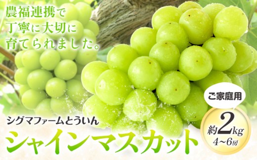 シャインマスカット【先行予約】【寄附額見直しました！】ご家庭用 シャインマスカット 約2kg 4~6房 株式会社シグマサポート《2026年9月上旬-10月下旬頃出荷》三重県 東員町 マスカット ぶどう シャイン 農福連携 フルーツ 果物 冷蔵 冷蔵便