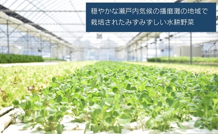 水耕野菜セット（3～5種類10パック程）