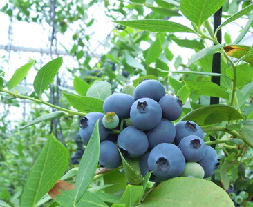 美浜町産大粒ブルーベリー食べ比べセット6品種以上 『8パック入り』 ※2026年6月中旬～6月下旬頃に順次発送予定