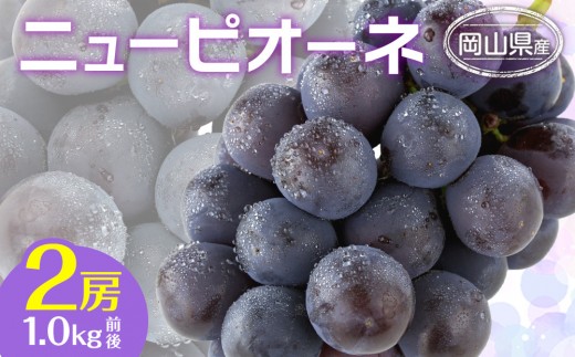 ぶどう 2026年  ニュー ピオーネ 2房 合計1.0kg前後 ブドウ 葡萄  岡山県産 国産 フルーツ 果物 ギフト